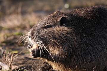 Nutria