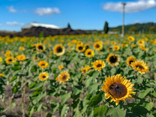 Obraz premium Sunflower Patch