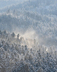 beautiful impressions of winter in the black forest near kirchzarten