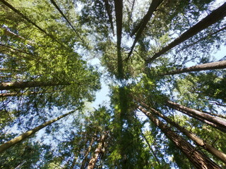 Fototapeta premium Forest Trees Above