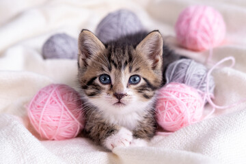 Fototapeta na wymiar Striped cat playing with pink and grey balls skeins of thread on white bed. Little curious kitten lying over white blanket looking at camera.