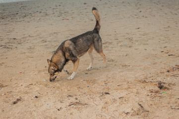 Fototapeta na wymiar the dog walks alone along the seashore