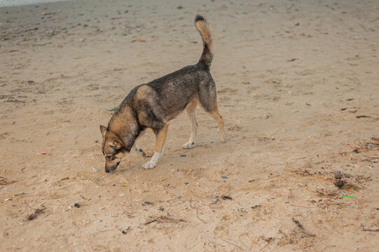 the dog walks alone along the seashore