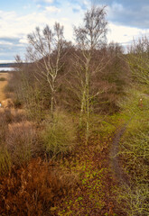Trees with a beautiful sky in the background. Picture from Lund, southern Sweden