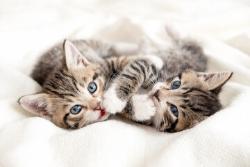 Fototapeta na wymiar Two little striped playful kittens playing together on bed at home. Looking into the camera. Healthy adorable domestic pets and cats