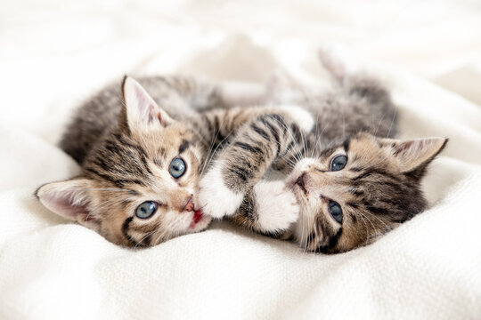 Two little striped playful kittens playing together on bed at home. Looking into the camera. Healthy adorable domestic pets and cats