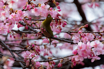 Japanese White-eye With Cherry Blossom(Japanese Name Is Kawazu-zakura) At Shibuya, Tokyo, Japan