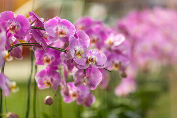 Orchid flowers closeup