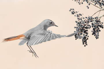 Fine art portrait of wonderful flycatcher in flight, the Black redstart (Phoenicurus ochruros)
