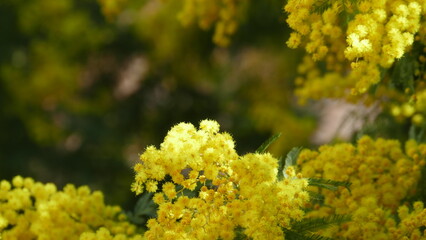 mimosa