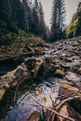 A close up of a rock next to a forest