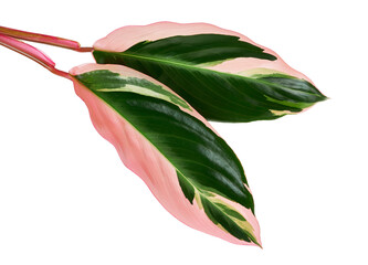 Stromanthe triostar leaf, Tropical foliage isolated on white background, with clipping path   - obrazy, fototapety, plakaty