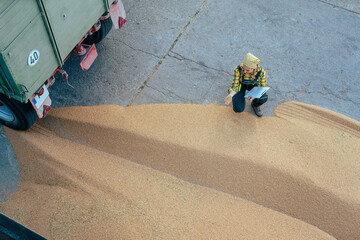 Grain being brought by tractor to the storage or granary - obrazy, fototapety, plakaty