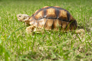 Turtle on grass (Centrochelys sulcata)