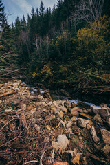 A close up of a rock next to a tree