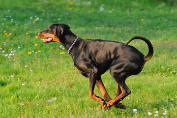 doberman dog runs on the meadow Dobermann