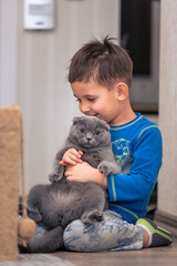 Cute scottishfold with young boy,playng at home