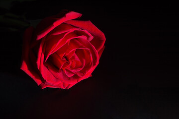 roses red  on the dark background