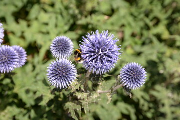 Hummel auf Kugeldistel