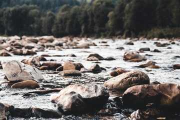 Wild mountain river flowing through the fir forest