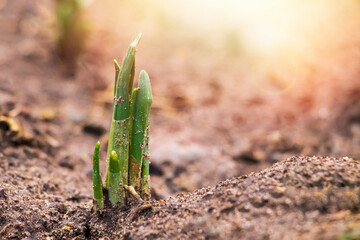 First green sprouts of flowers grow from the ground. Early spring. Gardening and farming concept.