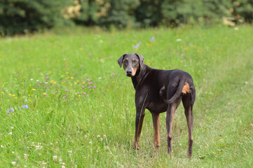 doberman dog portrait Dobermann