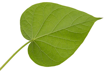 Fototapeta na wymiar Leaf of ipomoea, Japanese morning glory, convolvulus, isolated on white background