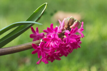 Pink blooming hyacinth (Hyacinthus) with green leaves in a garden with copy space.