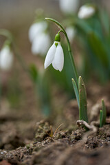 Spring snowdrop flowers