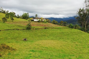 Obraz premium Colombia landscape with cows
