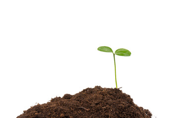 Seedlings are growing from fertile soil with a clean white background. Citrus plant.
