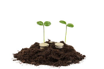 Gold coins in the soil with a young plant. The concept of money growth.