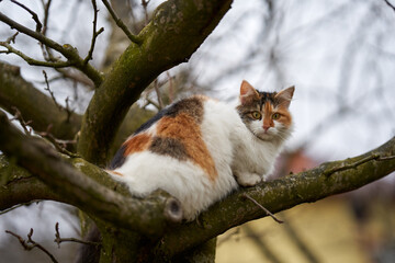 Cat in a tree