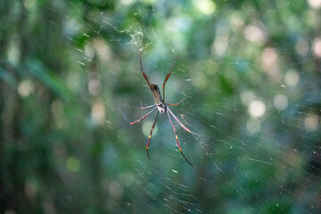 Araña en el bosque