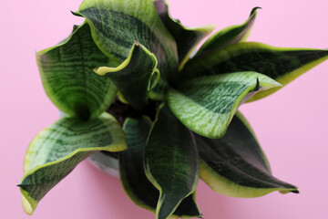 green and yellow sansevieria home plant on pink background