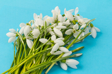 Snowdrop on blue background. White springs flower in close-up with copy space.