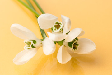 Snowdrop. White springs flower on  peach background in close-up with copy space.