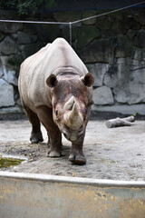 A rhino taking a walk