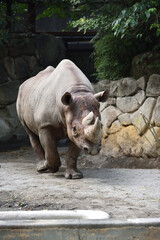 Fototapeta premium A rhino taking a walk