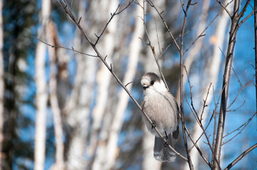 Grey Jay Stock Photo.  Close-up profile view perched on a tree branch displaying grey feathers plumage with a blur background in its habitat and environment in the winter season. Image. Picture.  