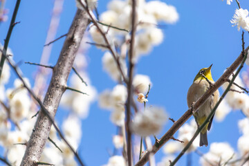 早春のメジロと白い梅の花

