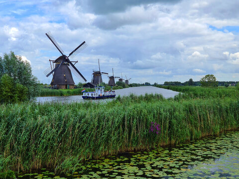 Picture of the mills in Kinderdijk the Netherlands, On a cloudy day with blue sky. In the foreground you can see vibrant green wheatgrass and in the back you see the row of the windmills.