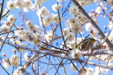 早春のメジロと白い梅の花
