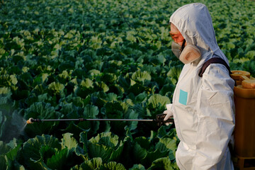 Gardener in a protective suit spray fertilizer on huge cabbage vegetable plant