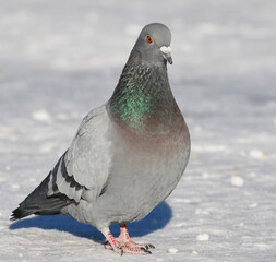 pigeon