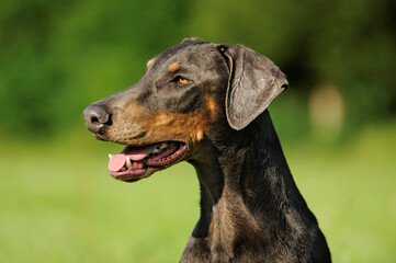 doberman dog portrait Dobermann
