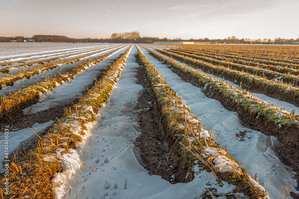 Wall mural Converging asparagus ridges in the winter season. The earth is partly covered with snow but the thaw has started. The photo was taken in the Dutch province of Noord-Brabant at the end of a winter day.