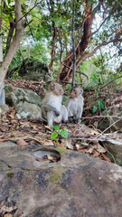 Two wild monkeys are sitting on a stone. Koh Rong island. Cambodia. South-East Asia