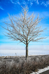 tree crown with frost in silhouette blue sky