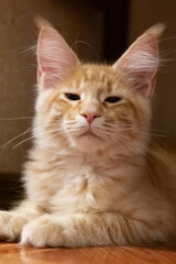 a red furry Maine Coon kitten with big ears lies on a dark background close up without people